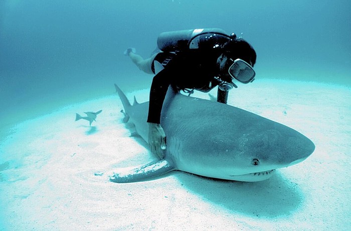 Mote's 'The Shark Lady' subject of new musical tribute