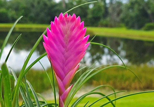 Top nature photos from around Sarasota, Longboat Key, East County in 2026-27