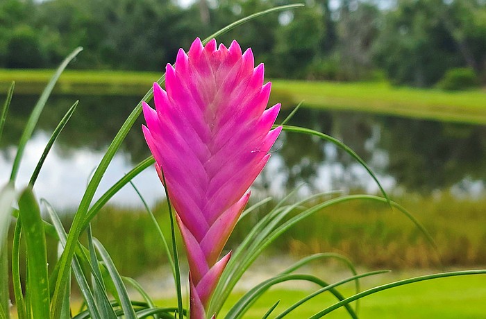 Top nature photos from around Sarasota, Longboat Key, East County in 2026-27