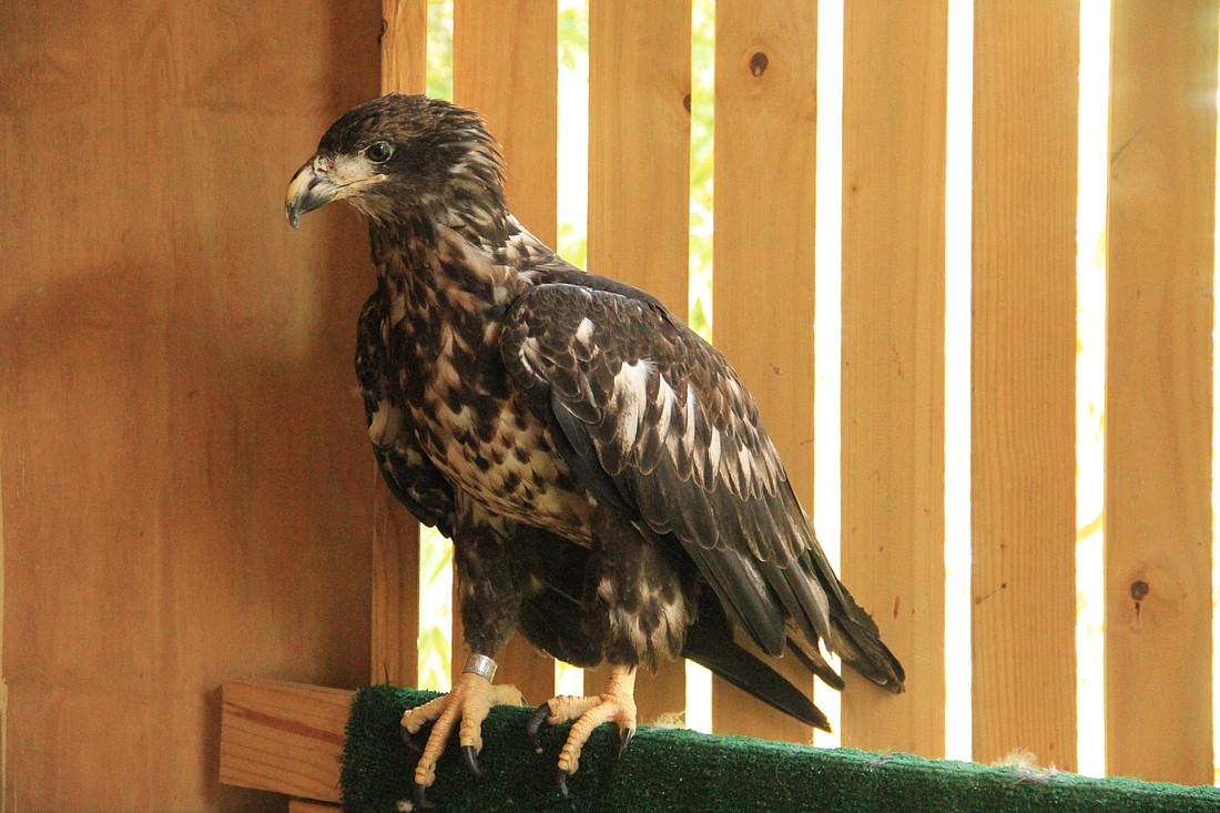 The Bald Eagle will get its white feathers on its head when it turns five.