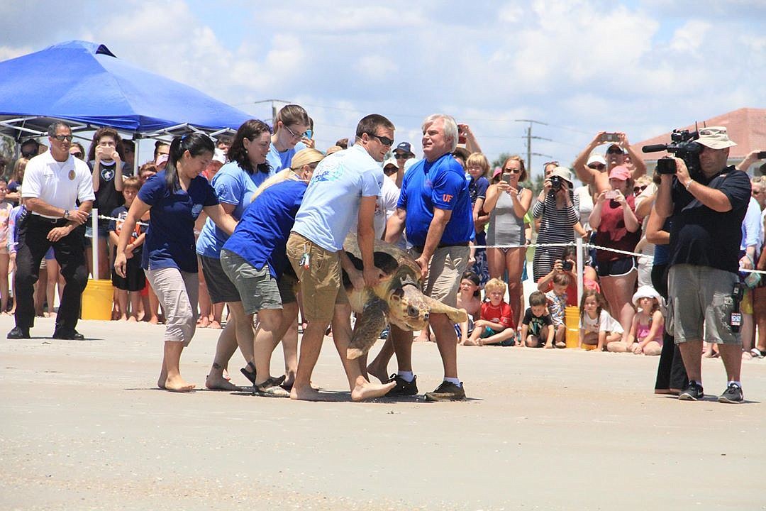 Port Orange residents, Veterinarian Dr. Craig Pelton and Melissa Ranly, the turtle rehabilitation manager at the MSC, help release Whitney the sea turtle back into the ocean.
