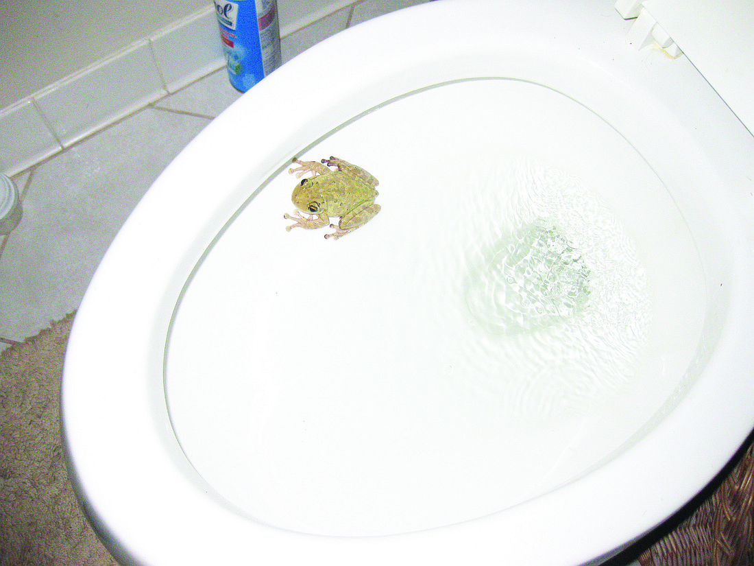 This strong swimmer was found Dec. 17, in the Mattas' toilet. COURTESY PHOTO