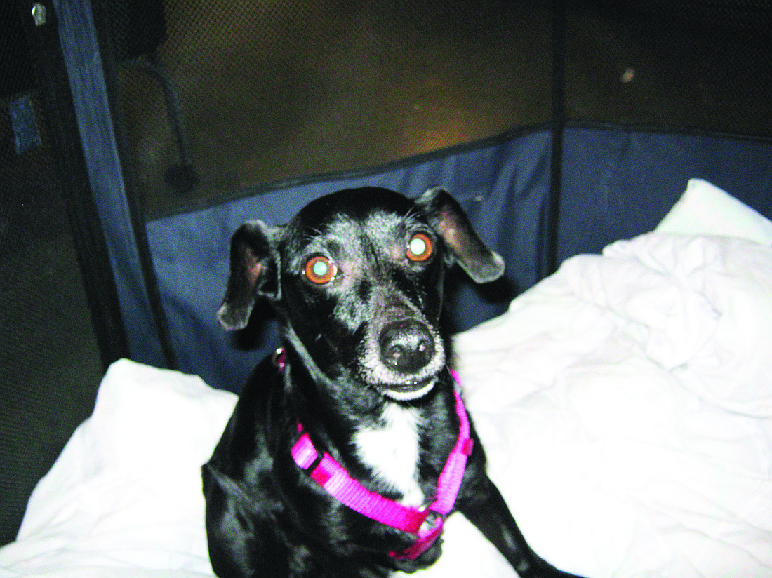 Star is a 5-year-old terrier mix. COURTESY PHOTOS