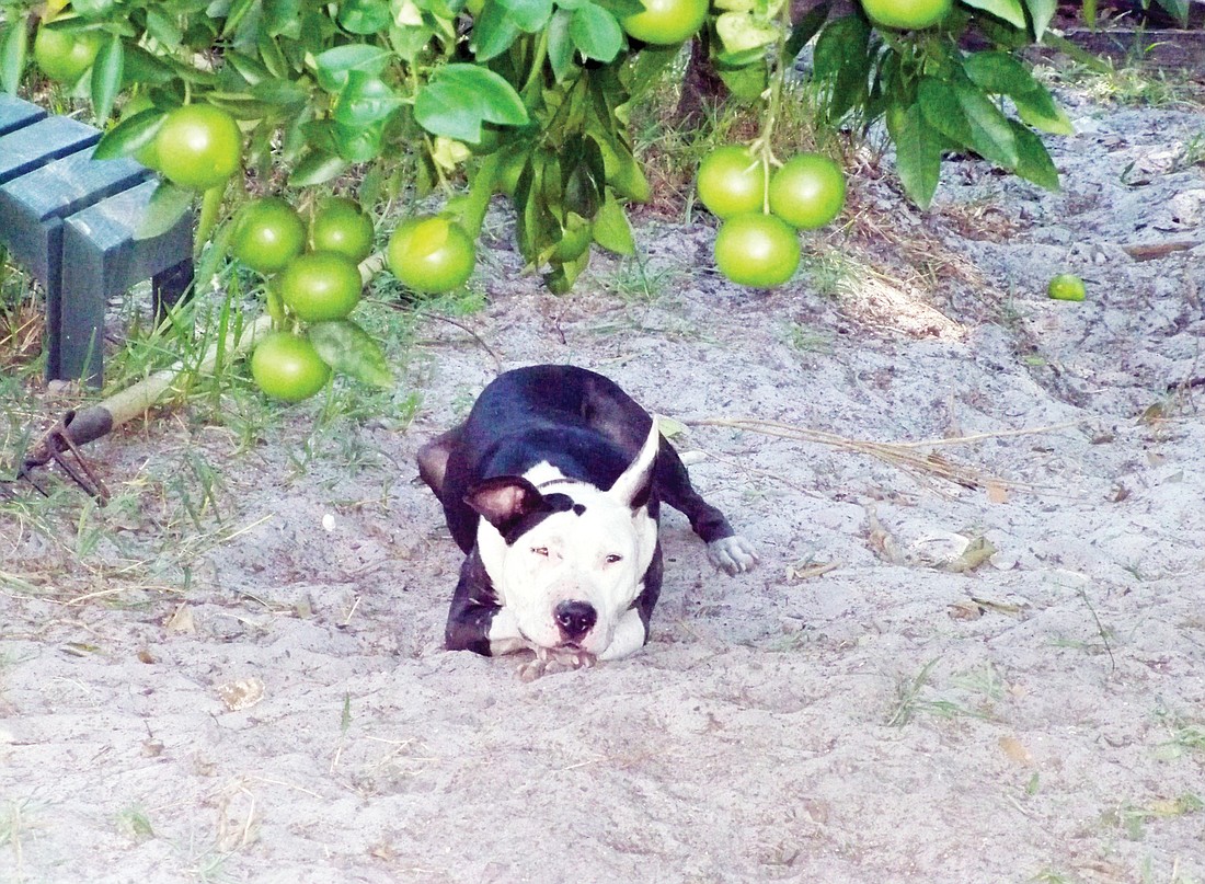 Lily is a female pit-bull mix. COURTESY PHOTOS