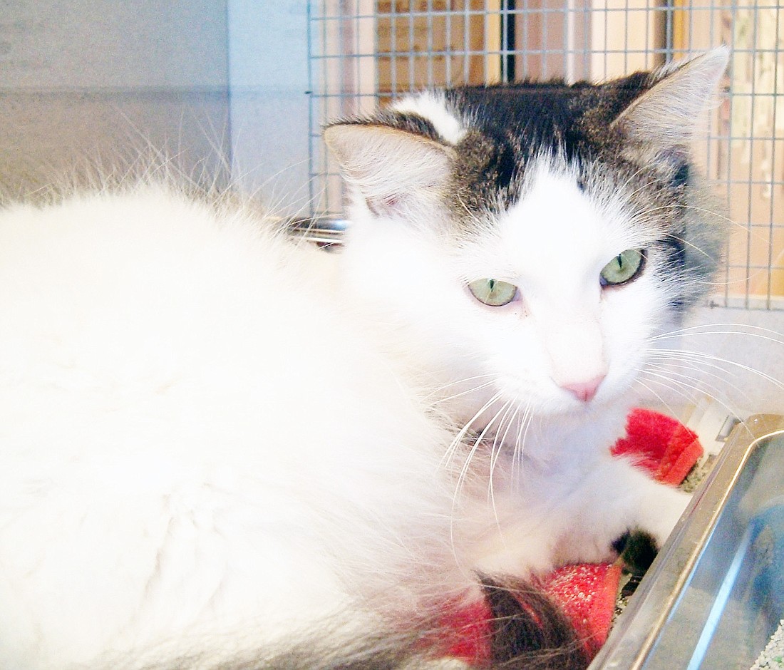 Luke is 2 years old. COURTESY PHOTO