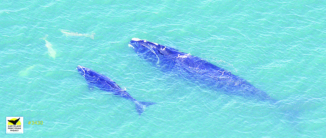 On Tuesday, February 22, the Florida Fish and Wildlife CommissionÃ¢â‚¬â„¢s aerial survey team sighted a mother-calf pair 6.4 miles northeast of St. Augustine. COURTESY PHOTO