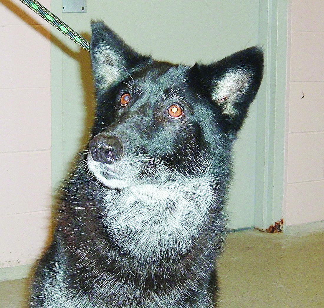 Becca is a black shepherd mix. COURTESY PHOTOS