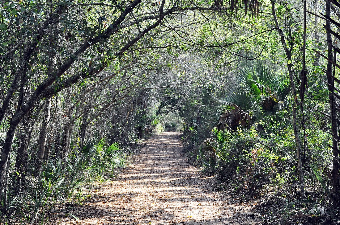 The Malacompra Greenway Trail is located off A1A, just south of Malacompra Road. PHOTO BY ANDREW O'BRIEN