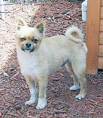 Gizzmoe is a 4-year-old Ã¢â‚¬Å“pom-chi.Ã¢â‚¬Â COURTESY PHOTOS