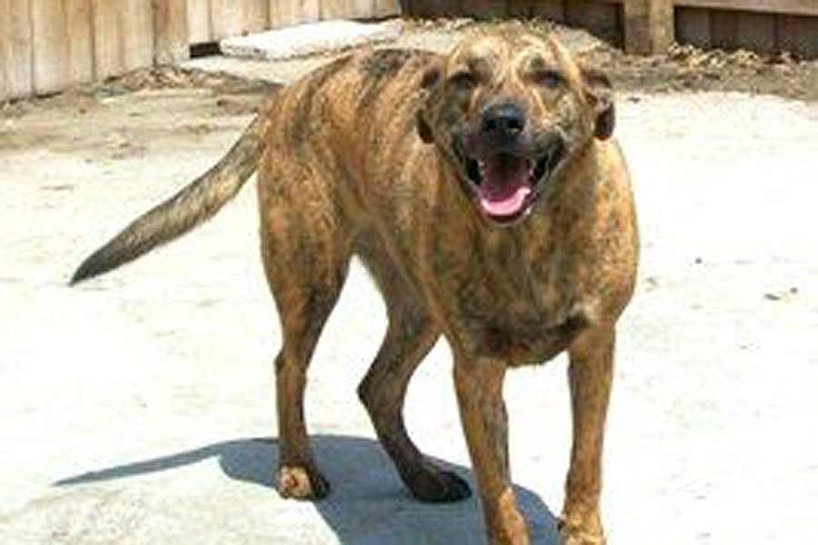 Ritchie is a 2-and-a-half-year-old plot hound/German shepherd mix.
