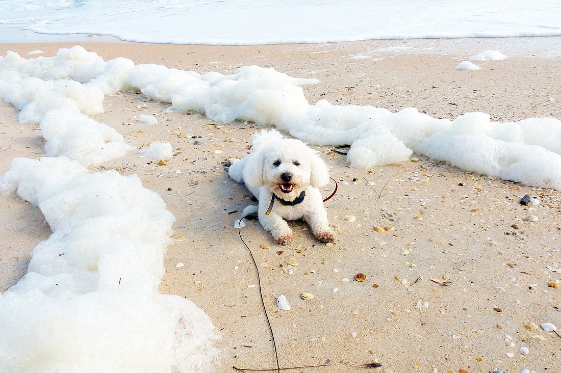 Sue St. LouisÃ¢â‚¬â„¢ dog, Flip, enjoys time on the beach, playing hide-and-seek in the sea foam. COURTESY PHOTO