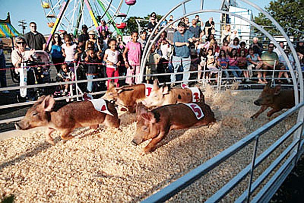 The pig races at the 2011 Rock Ã¢â‚¬â„¢nÃ¢â‚¬â„¢ Rib Fest begin at 1 p.m. and will continue throughout the day. COURTESY PHOTO