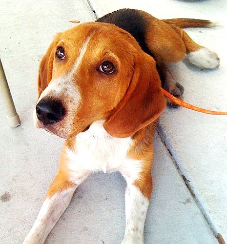Bill is a seven-month-old hound mix. COURTESY PHOTOS
