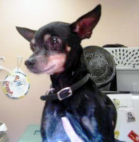 Max is a miniature pinscher purebred. COURTESY PHOTOS