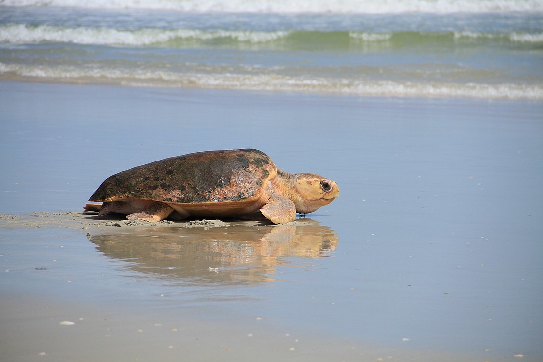 Xanadu the sea turtle made a speedy return to the sea on Tuesday, Aug. 8. Photo by Nichole Osinski