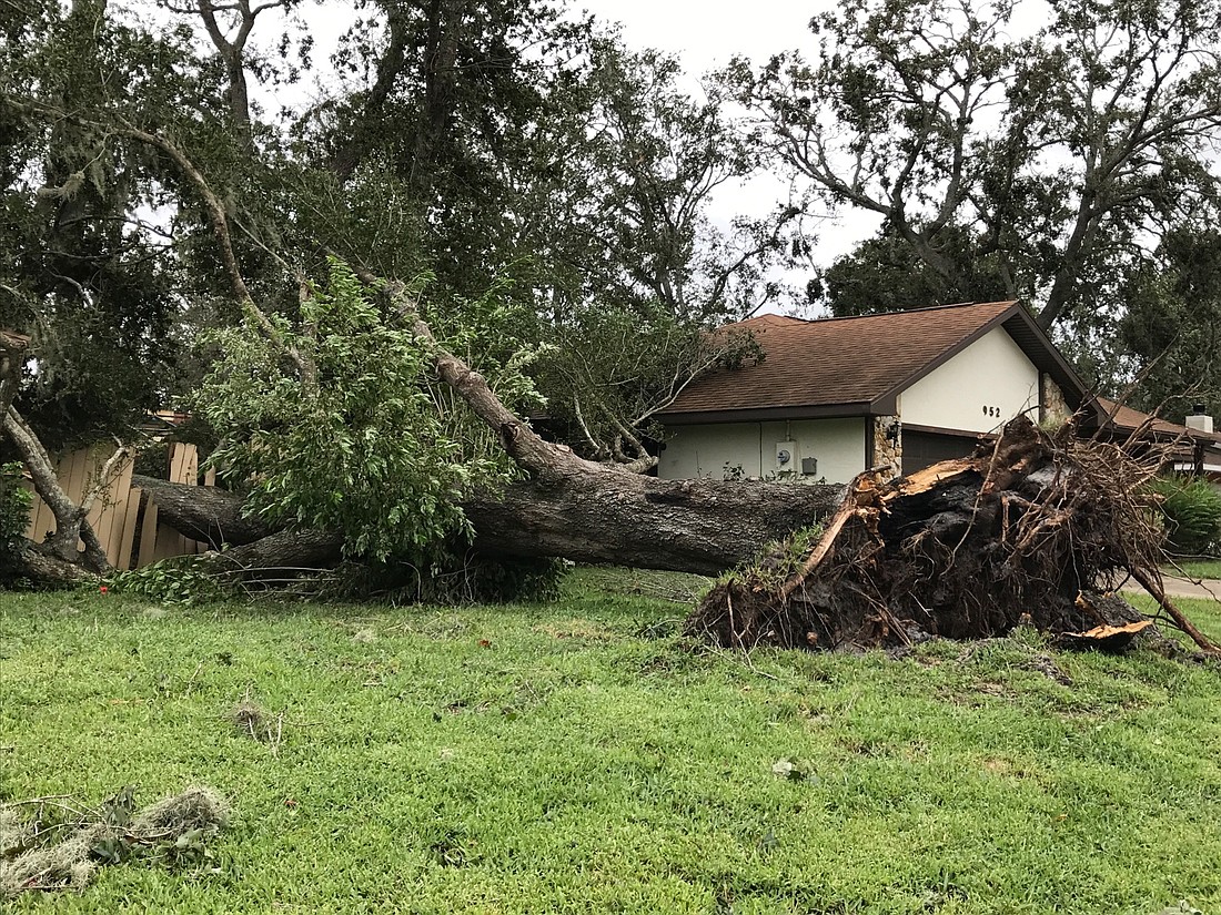  Neighbors have been helping clear away limbs and debris from the fallen oak. Photo courtesy of Janice Ramos