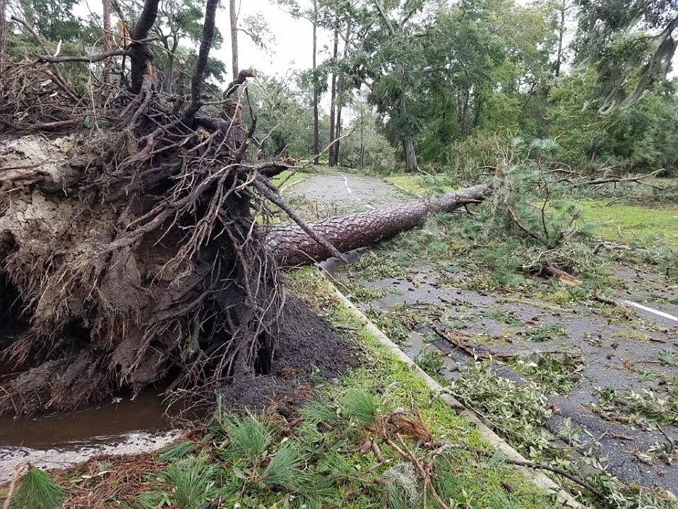 A fallen tree blocks a road in Port Orange. Over 100,000 people are without power as a result of Hurricane Irma. Photo courtesy of Port Orange City Hall