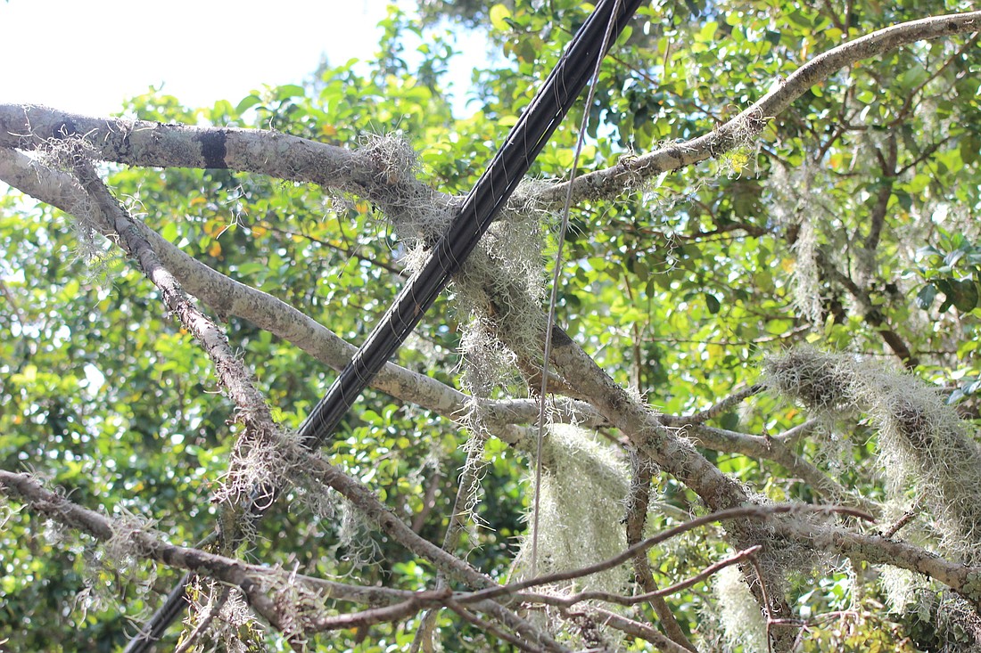 Several wires were brought down as a result of Hurricane Irma, causing hundreds of thousands to lose their power in Volusia County. Photo by Tim Briggs