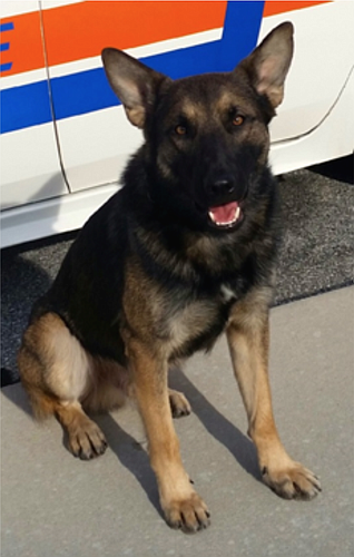 Police canine Jax. Photo courtesy of the Port Orange Police Department