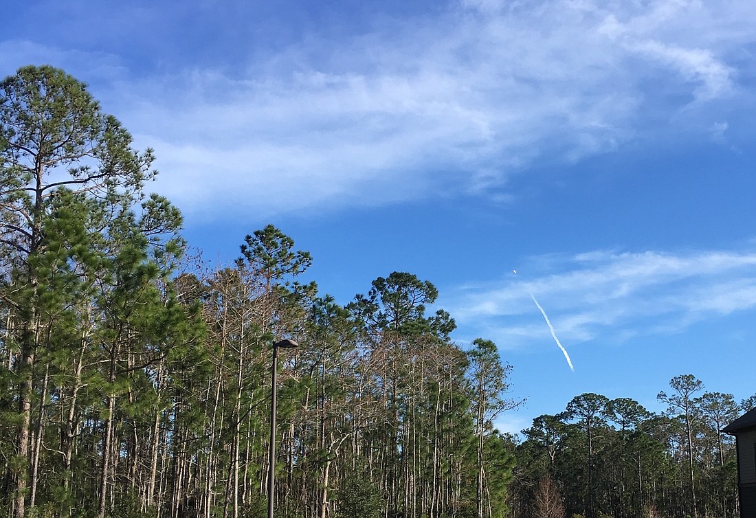 Port Orange was named Tree City USA by Arbor Day Foundation. Photo by Nichole Osinski