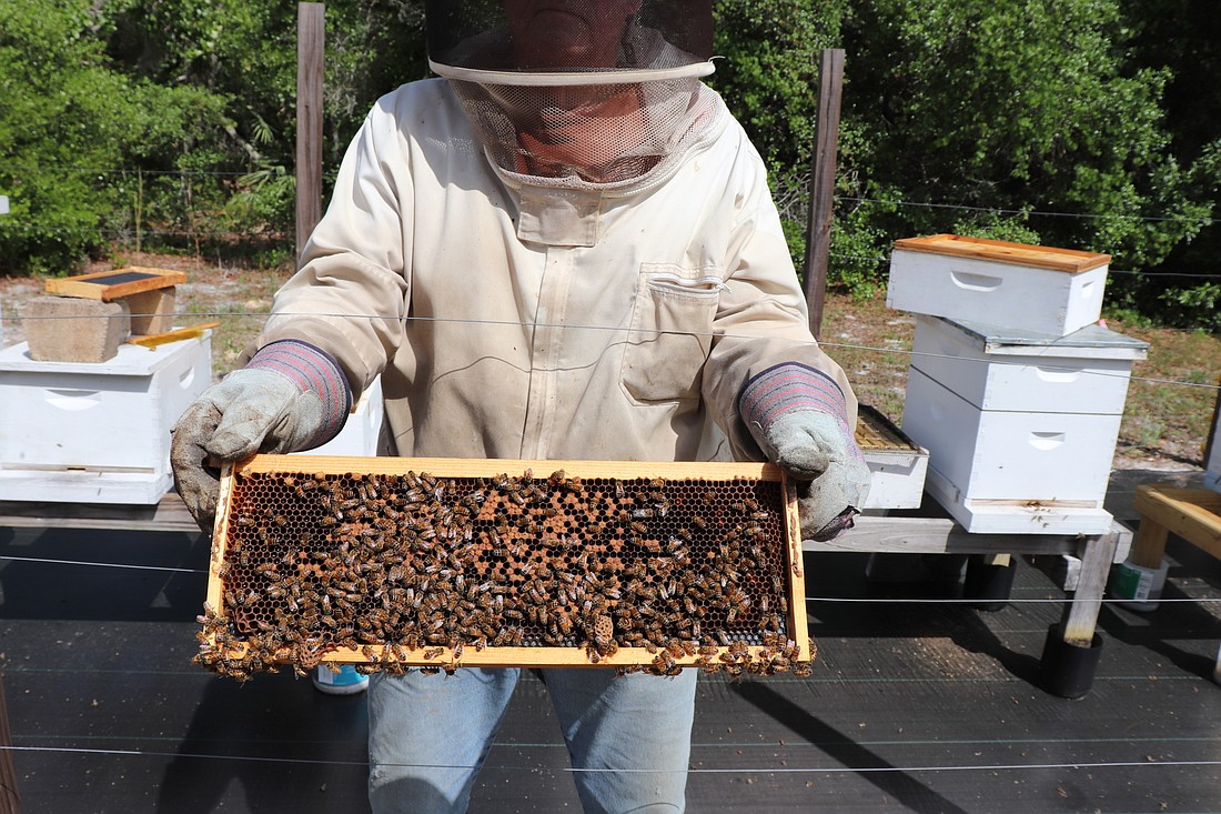 Beekeeper Woody shows a hive of bees. Photo courtesy of Tim Blodgett