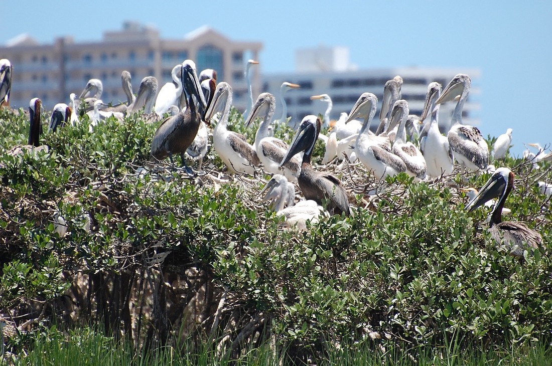 Pelicans rest on the Port Orange island south of the Dunlawton bridge. Photo courtesy of FWC