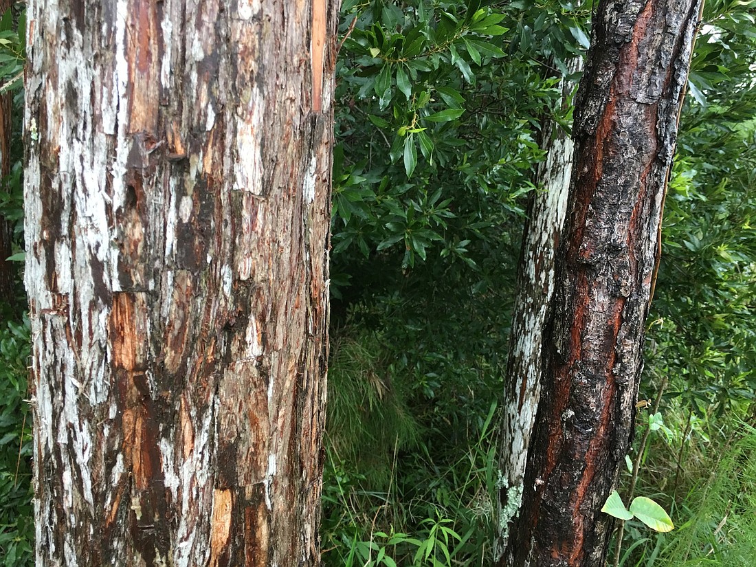 Infested trees have caused a temporary park closure. Photo by Nichole Osinski