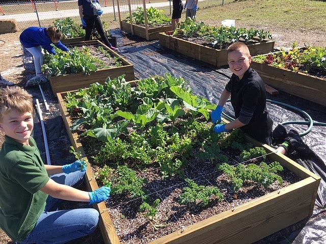 Students at Sugar Mill Elementary tend to herbs in their edible gardens on campus. Courtesy photo