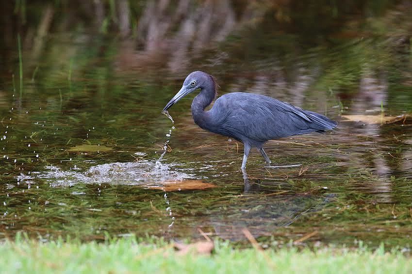 Kim Zechnowitz captured a photo of this blue heron catching a meal out of a pond formed after a recent rain. She said they tend to be overlooked because of their coloring, but there are many to be seen if you keep an eye out for them.
