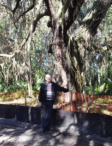 Skip Lowery, author of 'Ormond Boy,' poses with an oak tree that shaded many gettogethers in earlier days.