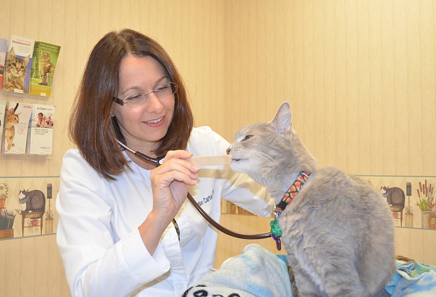 Every day is Cat Day Observer Local News