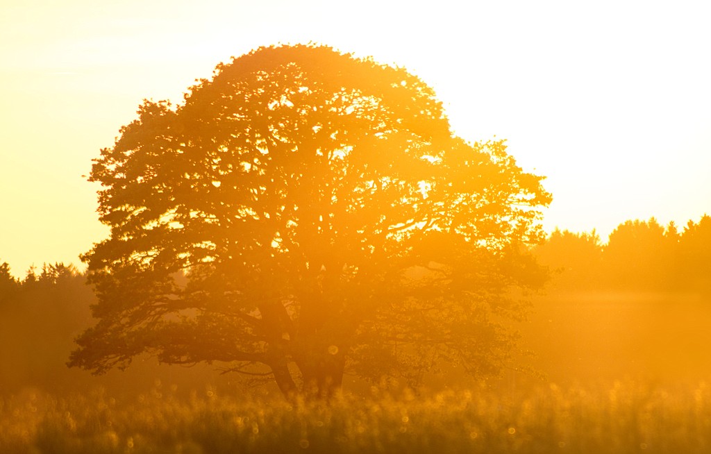 Oak at Sunset