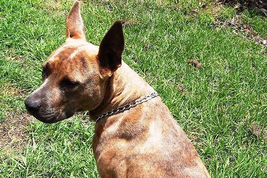 Trina is a 2-year-old bull terrier mix.