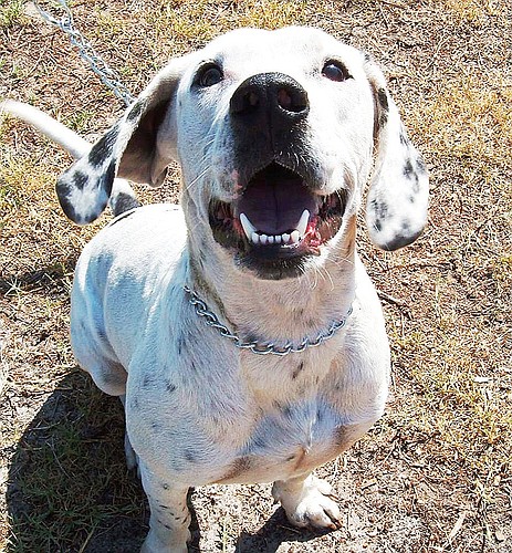 Shiloh is a 1Ã‚Â½-year-old dalmatian mix. COURTESY PHOTOS