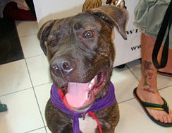 Levi is a housebroken 7-month-old.