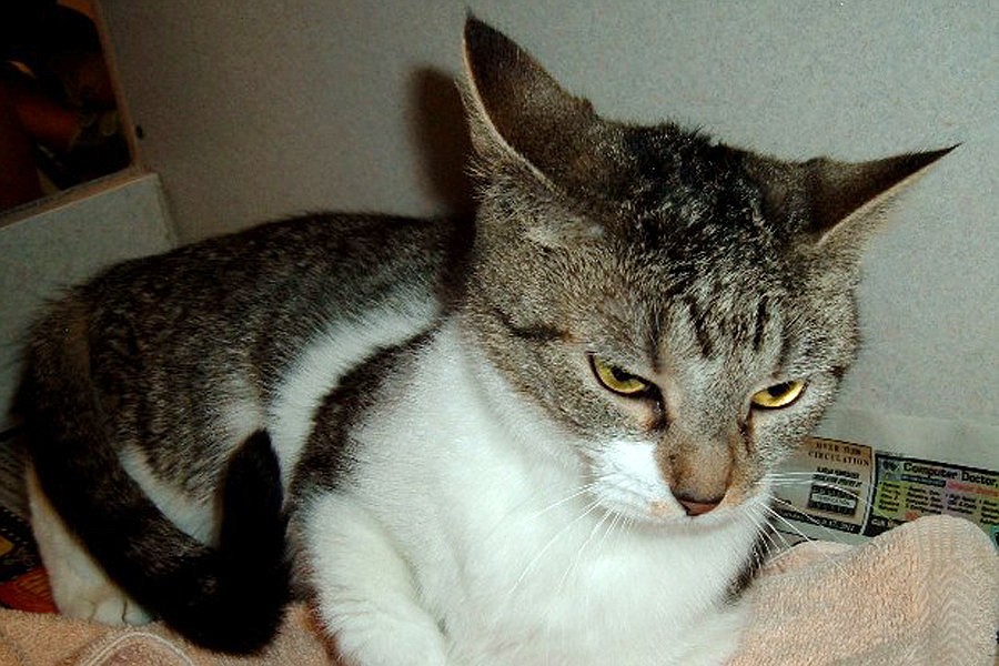 Ivy is a 3-year-old tabby.