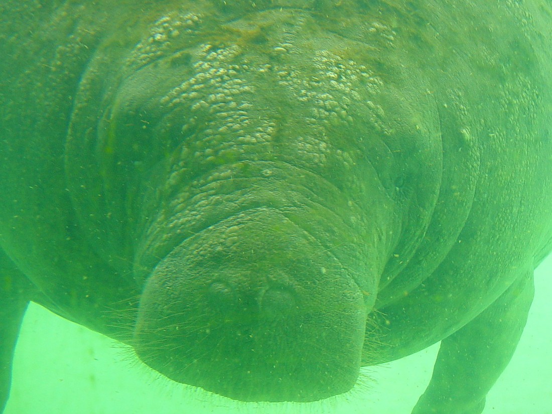 Flagler County waters have recorded nine manatee deaths in the last 11 years.