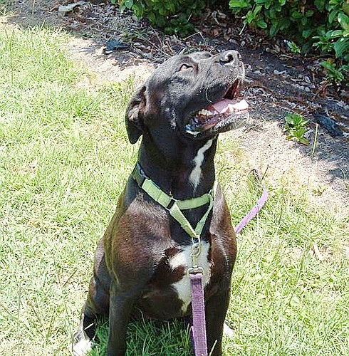 Reina is a lab, great Dane mix. COURTESY PHOTOS