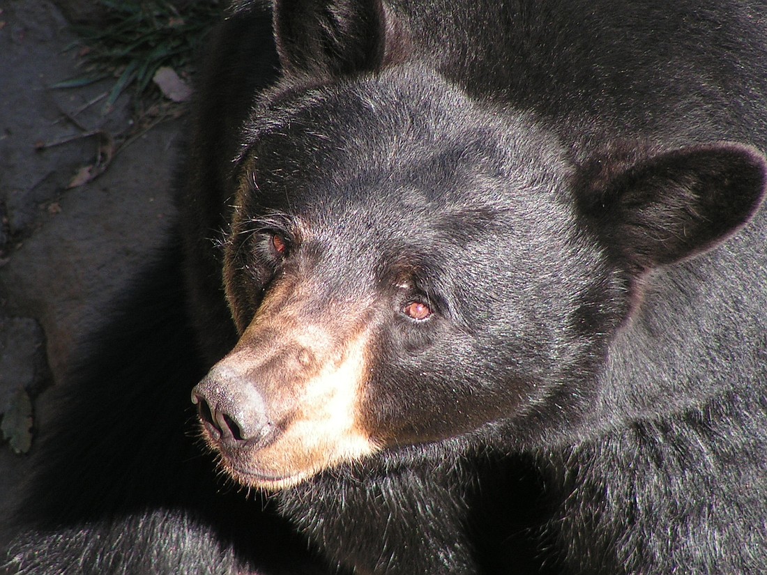 Black bears have a home range of about 50 square miles. STOCK PHOTO