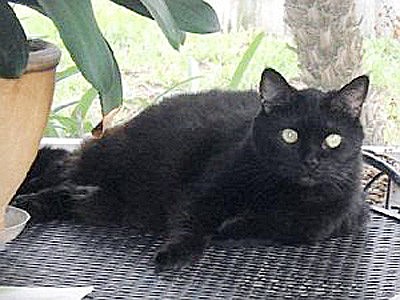 Angel is a female short hair.