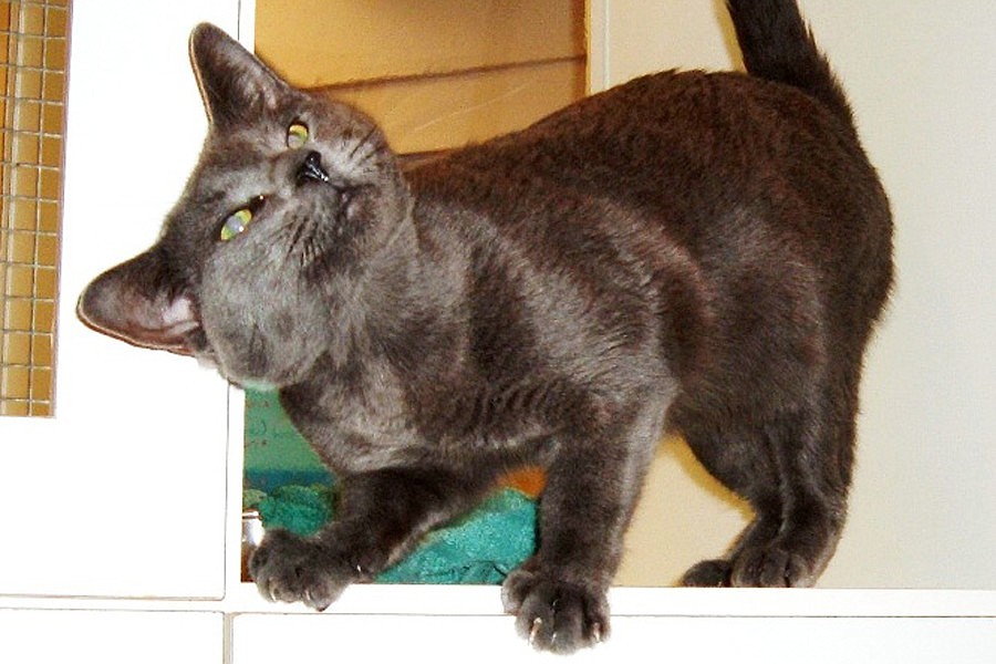 Izzie is 1-year old domestic short hair.