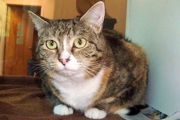 Mocha is 14-pound 3-year old domestic short hair.