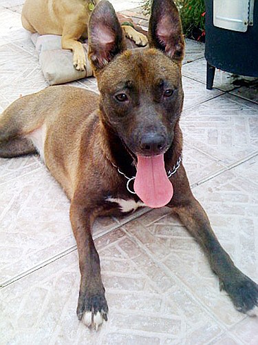 Jenna is a German shepherd, Australian kelpie mix. COURTESY PHOTOS