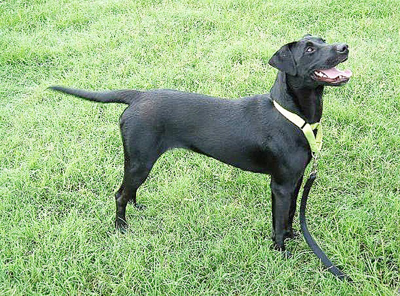 Stormy is a Lab mix. COURTESY PHOTOS