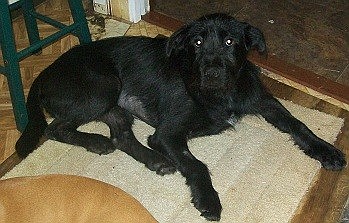 Cash is a Labrador retriever, chow mix.