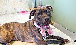 Lindi is a pit-bull-terrier, plot-hound mix. COURTESY PHOTOS