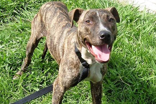 Billy is a 36-pound amstaff mix.