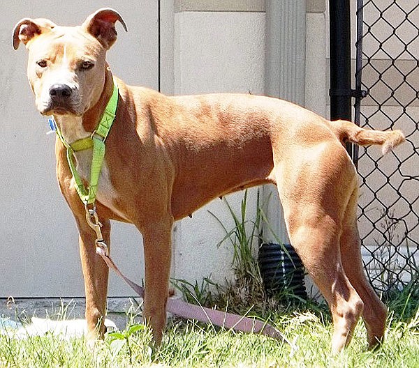 Lydia is a 3-year-old American pit bull mix.