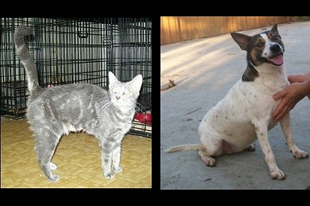 Feather is a 1-year-old domestic short hair. Kya is a 4-year-old fox terrier mix.