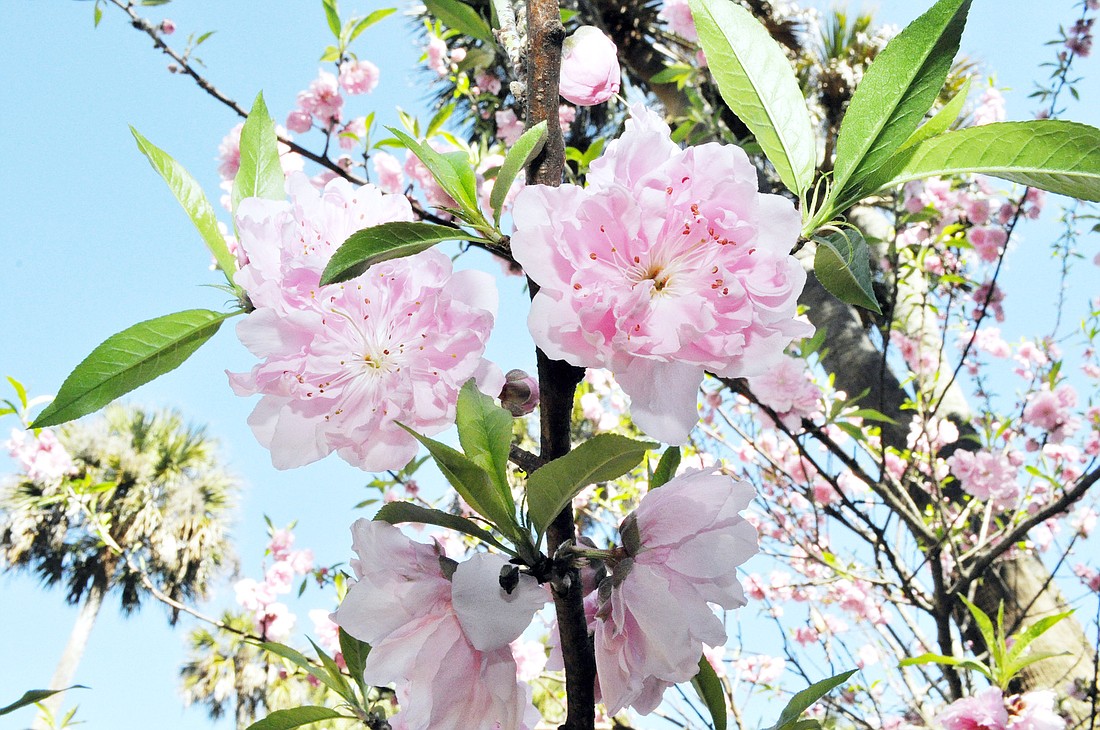 The state grant is in the amount of $21,500, with no additional county funds required.